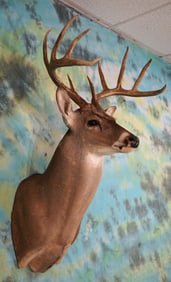 10pt. Georgia Whitetail Deer Shoulder Taxidermy Mount