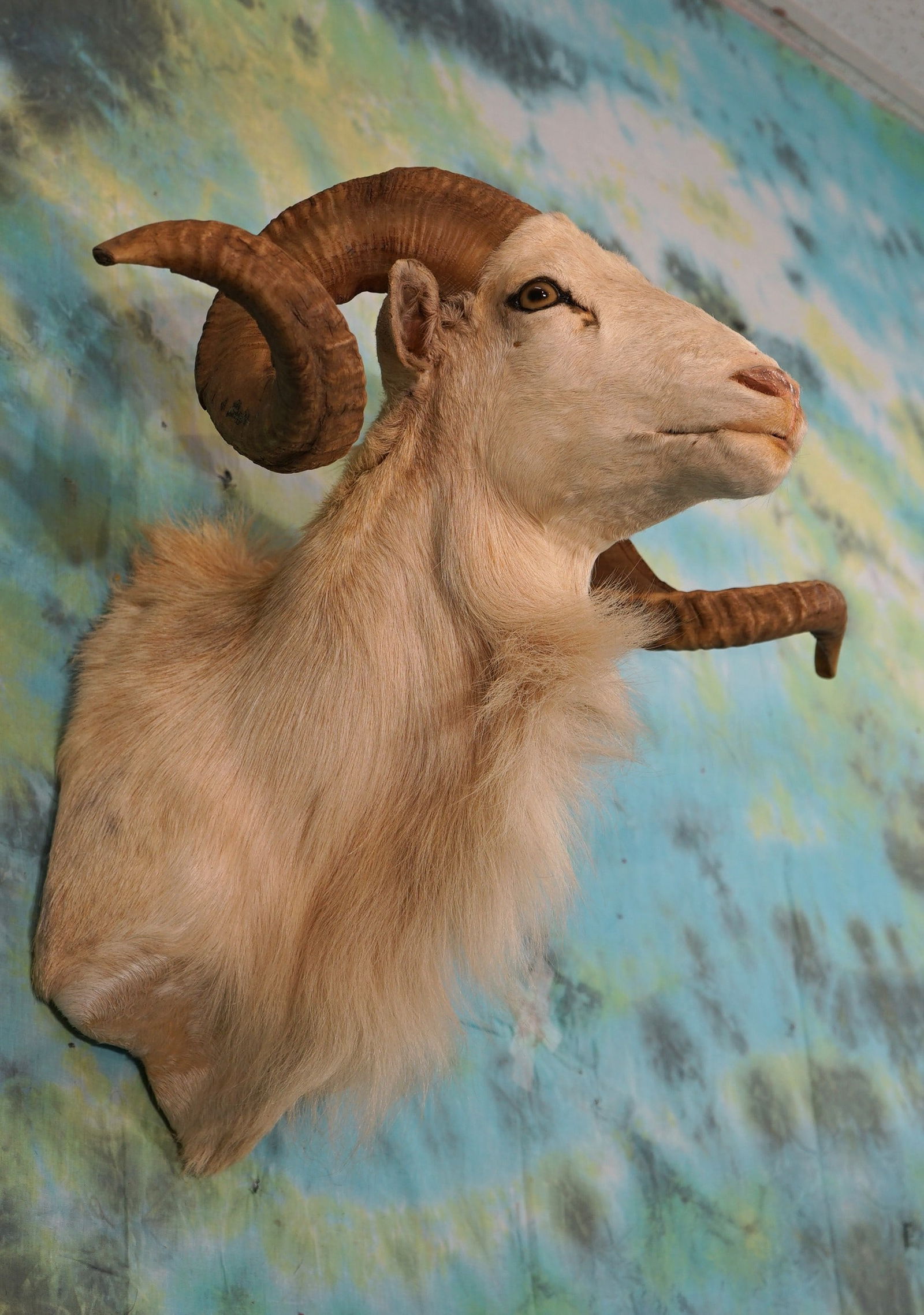 Texas Dall Sheep Taxidermy Ram Shoulder Mount (1 of 2)