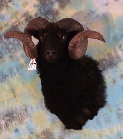 Black Hawaiian Sheep Shoulder Taxidermy Ram Mount