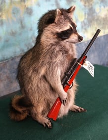 Novelty Raccoon Full Body Mount Going Hunting