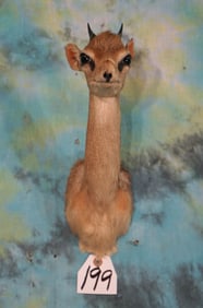 African Kirk Dik-Dik Pygmy Antelope Shoulder Taxidermy Mount