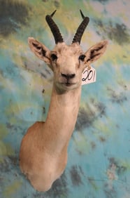Mongolian White-tailed Gazelle Shoulder Taxidermy Mount