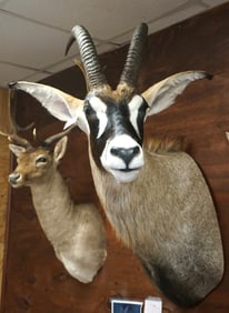 Beautiful African Roan Antelope Shoulder Taxidermy Mount