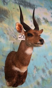Afrrican Limpopo Bushbuck Antelope Shoulder Taxidermy Mount