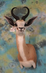 South African Common Springbuck Gazelle Taxidermy Mount