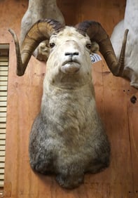 Canadian Stone Sheep Shoulder Taxidermy Ram Mount