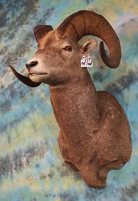 Rocky Mountain Bighorn Sheep Shoulder Taxidermy Ram Mount