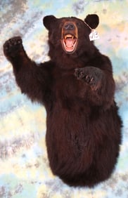 Half Body Black Bear Taxidermy Mount