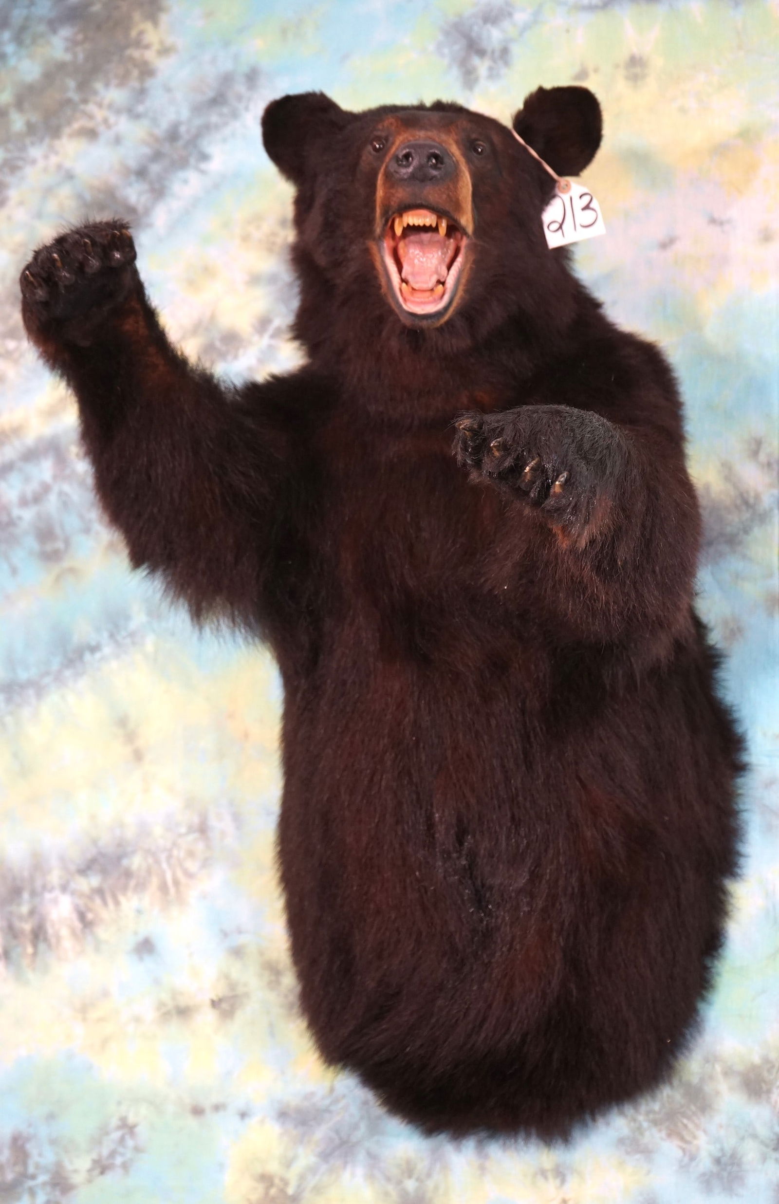 Half Body Black Bear Taxidermy Mount (1 of 3)