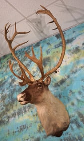 Mountain Caribou Shoulder Taxidermy Mount