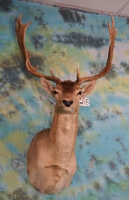Gold Medal "Record Book" Bronze colored Fallow Deer Shoulder Taxidermy Mount