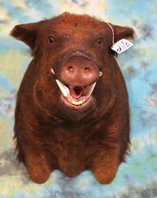 Wild Boar or "Feral Hog" Shoulder Taxidermy Mount