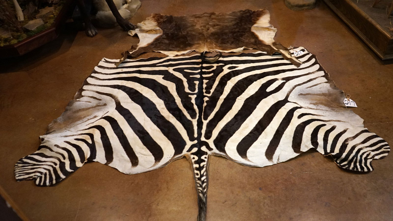 Partial Tanned Zebra & Blesbuck Antelope Backskins Taxidermy (1 of 2)