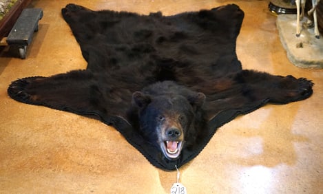 Very Nice Black Bear Rug Taxidermy Mount