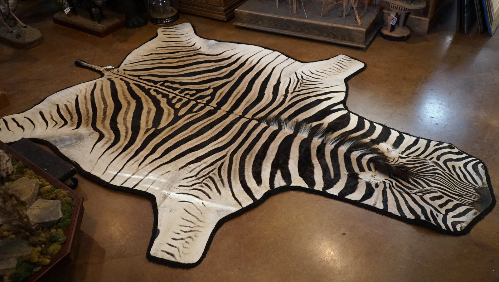 Excellent Quality Zebra Rug Taxidermy Mount: This Chapman's Zebra Rug is clean ad in excellent condition with good padding and felt. The Rug is 9 feet & 7 1/2" long from the tip of the nose to the tip of the tail. At the widest part of the Rug s