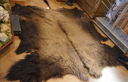 Excellent Large American Bison Tannned Full Backskin Rug Taxidermy