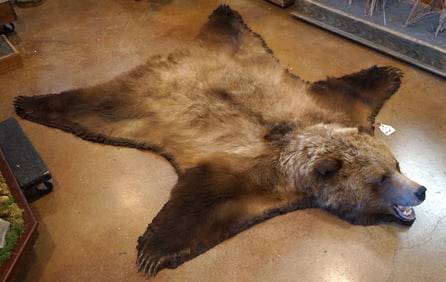 Beautiful Mountain Grizzly Bear Rug Taxidermy Mount