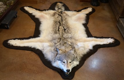 Very Large Top Quality Timber Wolf Taxidermy Rug Mount