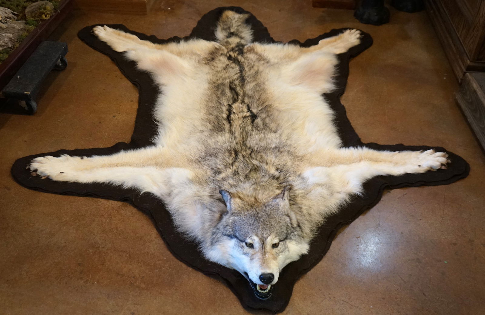 Very Large Top Quality Timber Wolf Taxidermy Rug Mount (1 of 4)