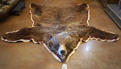 Alaskan Interior Grizzly Bear Taxidermy Rug Mount