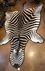 Large Zebra Rug Taxidermy Mount