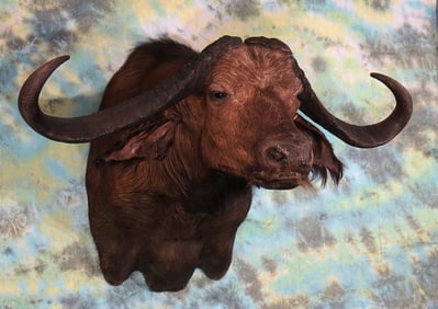 Awesome 48 5/8" spread Cape Buffalo Shoulder Taxidermy Mount