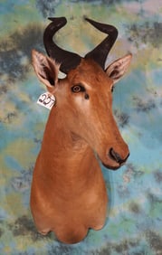 African Lichtenstien's Hartebeest Shoulder Taxidermy Mount