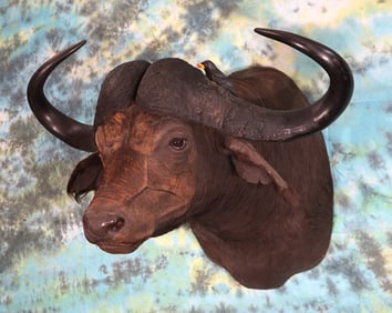 Nice 43 1/8" spread African Cape Buffalo Shoulder Taxidermy Mount