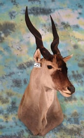 East African Patterson's Eland Shoulder Taxidermy Mount
