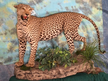 Very Nice African Leopard in Habitat Full Body Taxidermy Mount **Texas Residents Only!**