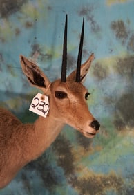 African Vaal Rhebok Antelope Full Body Taxidermy Mount