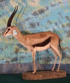 East African Thompson's Gazelle Full Body Taxidermy Mount