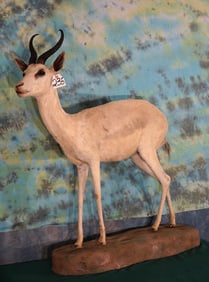 African White Springbuck Gazelle Full Body Taxidermy Mount