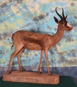 African Black Springbuck Gazelle Full Body Taxidermy Mount