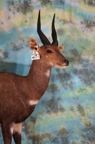 South African Cape Bushbuck Full Body Taxidermy Mount in Habitat
