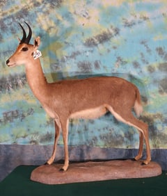 South African Mountain Reedbuck Full Body Taxidermy Mount