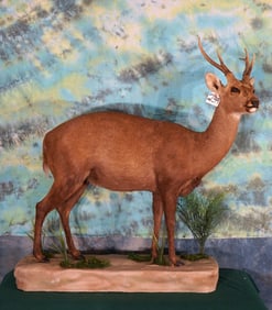 Very Nice South Pacific Australian Hog Deer Full Body Taxidermy Mount **Texas Resident Only! **