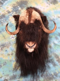 Cool Muskox Shoulder Taxidermy Mount