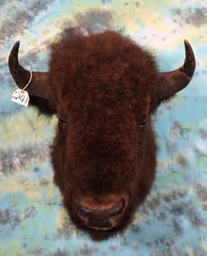 American Bison Shoulder Taxidermy Mount