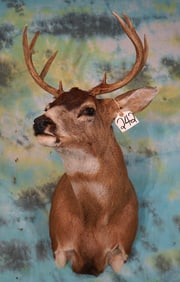 Alaskan Sitka Blacktail Deer Shoulder Taxidermy Mount