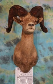 171 1/8 net Boone & Crockett Desert Bighorn Sheep Shoulder Taxidermy Mount