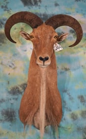 Aoudad Sheep Shoulder Taxidermy Mount