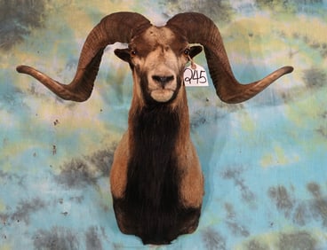 Corsican Sheep Shoulder Taxidermy Mount