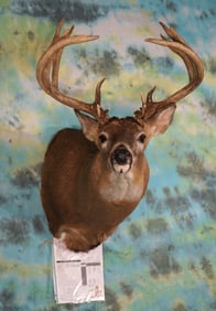 Big 10pt. Typical Whitetail Deer "with lots of stickers" Shoulder Taxidermy Mount