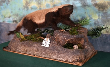 African Honey Badger in Habitat Full Body Taxidermy Mount