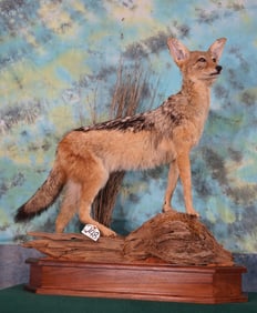 South African Black Backed Jackal in Habitat Full Body Taxidermy Mount