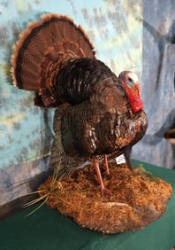 Full Strut Wild Turkey Gobbler in Habitat Taxidermy Bird Mount