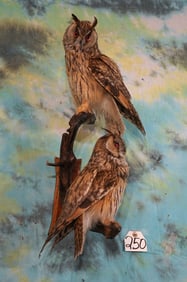 Very Cool Pair of Asian Long-Eared Owls Legal Papered Taxidermy Bird Mounts