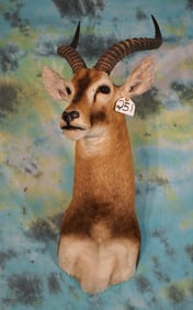African White-Eared Kob Antelope Shoulder Taxidermy Mount