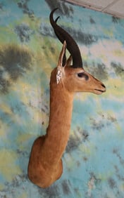 African Gerenuk Gazelle Shoulder Taxidermy Mount
